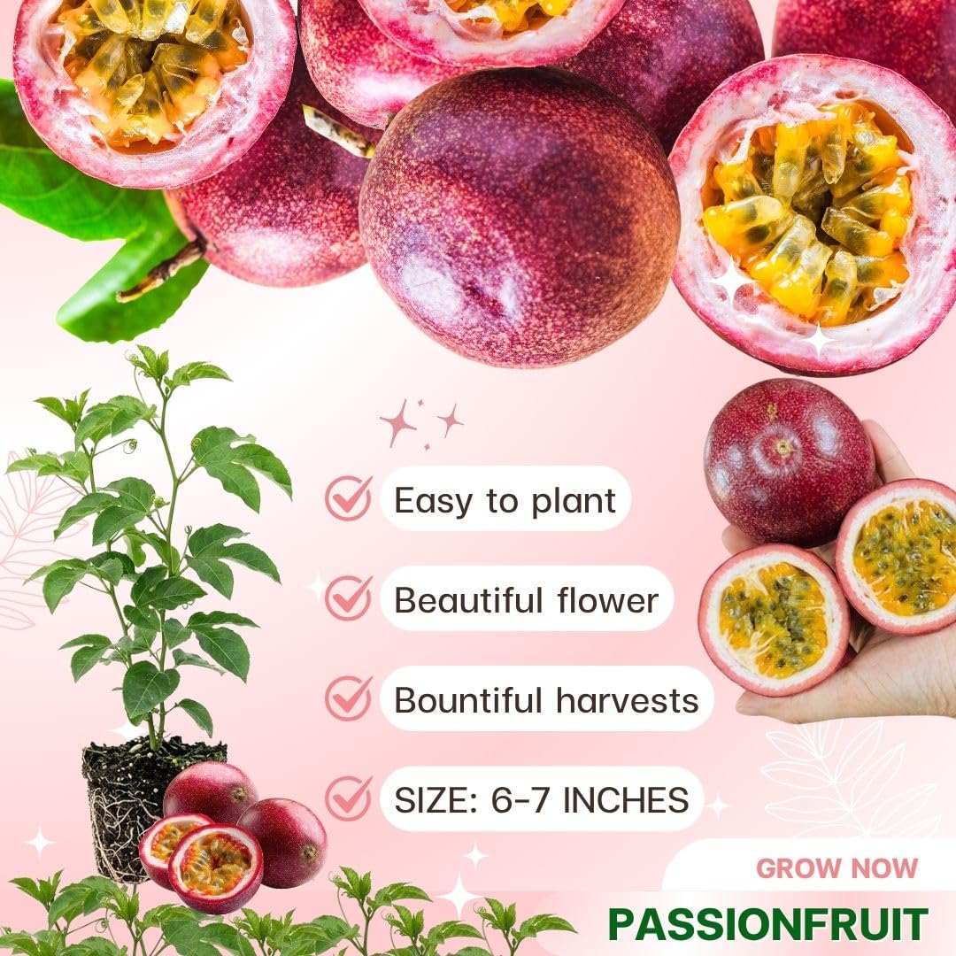 Red Passion Fruit Plant Live 4-7" Height, Tropical Passion Fruit Vine Plants, Well Rooted Plant for Outdoor Planting