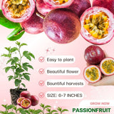 Red Passion Fruit Plant Live 4-7" Height, Tropical Passion Fruit Vine Plants, Well Rooted Plant for Outdoor Planting