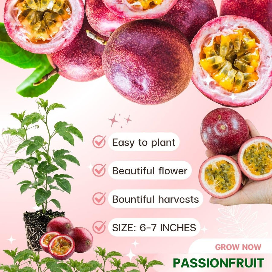 Red Passion Fruit Plant Live 4-7" Height, Tropical Passion Fruit Vine Plants, Well Rooted Plant for Outdoor Planting