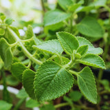 2 Cuban Oregano Live Plant, Oregano Plants Live, Mexican Mint Plant, Spanish Thyme Vegetable Plants Live Garden