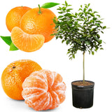 Ready Plant Tangerine Tree Live, 3 Years Old 3 Feet Tall, Grafted Citrus Tree for Outdoor Indoor Planting, Sweet Tangerine Orange Fruit Tree