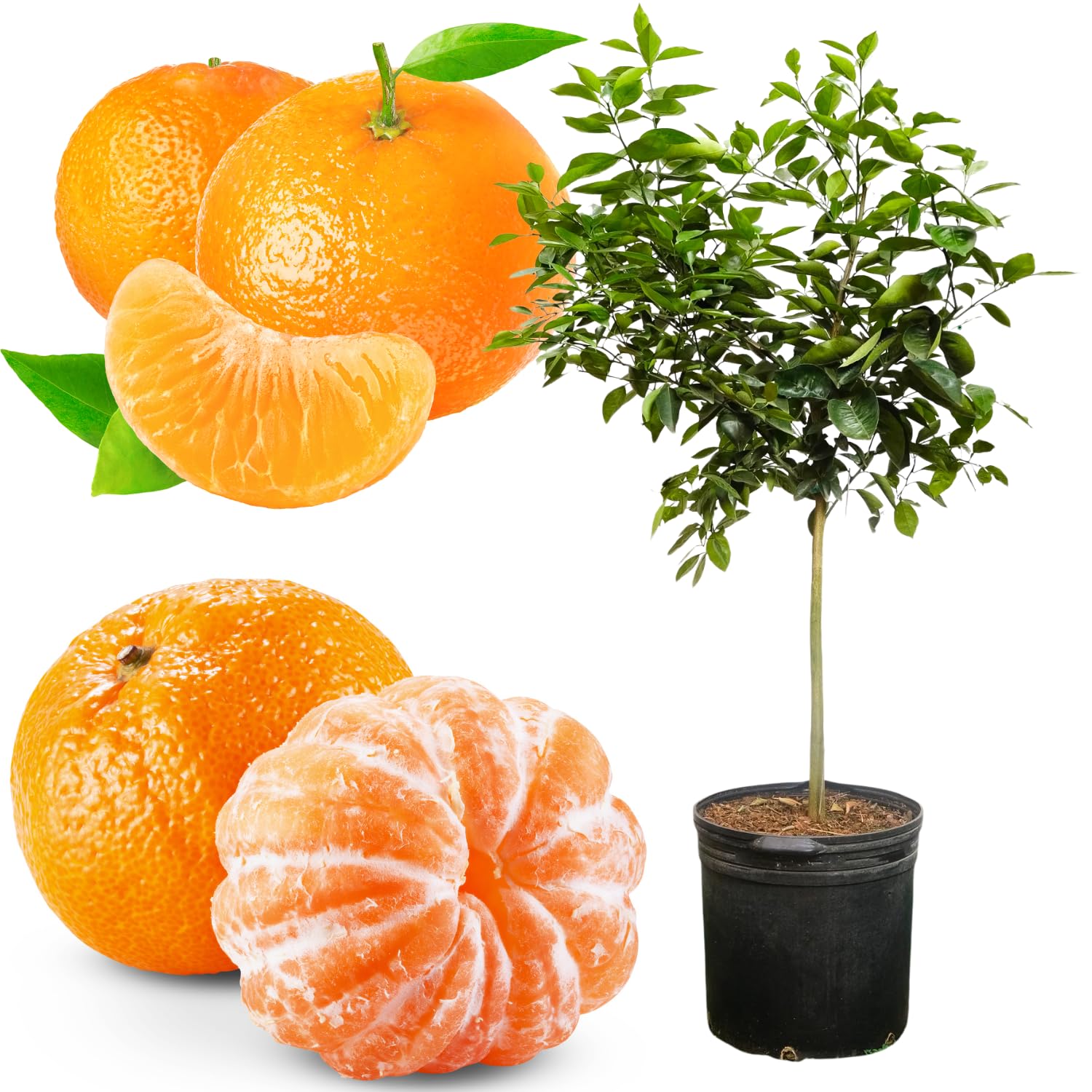 Ready Plant Tangerine Tree Live, 3 Years Old 3 Feet Tall, Grafted Citrus Tree for Outdoor Indoor Planting, Sweet Tangerine Orange Fruit Tree
