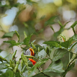100 Bird Chili Pepper Seeds for Planting, Chili Seed for Garden, Containers