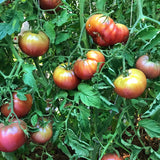 Lot 4 Tomato Plants Live for Planting Outdoors, Large and Juicy Tomatoes, Well Rooted, 6 to 8 Inch - Cherokee Purple Tomato