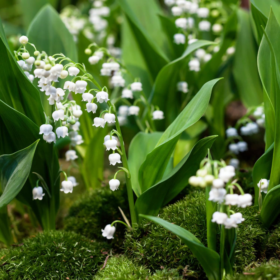 5 Lily of the Valley Roots, Fragrant White Lily Flower Rhizomes, Perennial Spring Flowers