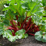 Set 10 Rhubarb Roots for Planting, Red Rhubarb Plants Roots, Outdoor Garden Planting