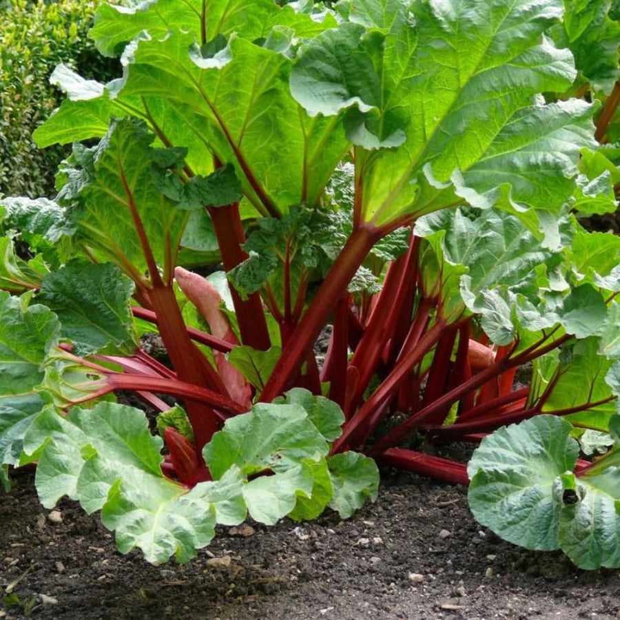Set 10 Rhubarb Roots for Planting, Red Rhubarb Plants Roots, Outdoor Garden Planting