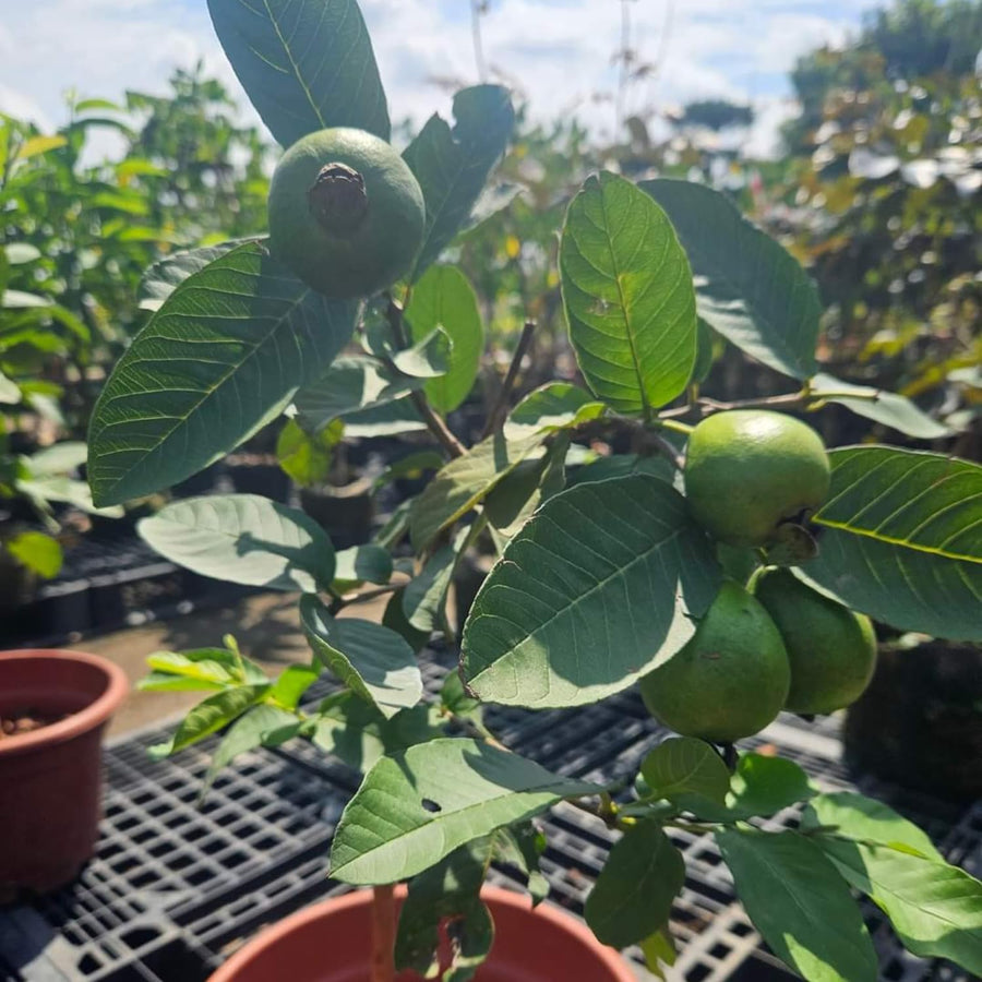Guava Plant Live, 6-10 Inch Tall, Tropical Guava Tree in 4” Pot for Indoor or Outdoor Growing (Pink Guava)