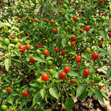 Set of 2 Chiltepin Pepper Plants Live in Pot, Hot Bird Peppers Plants, 100 Days Old, 6 to 10 Inches Tall