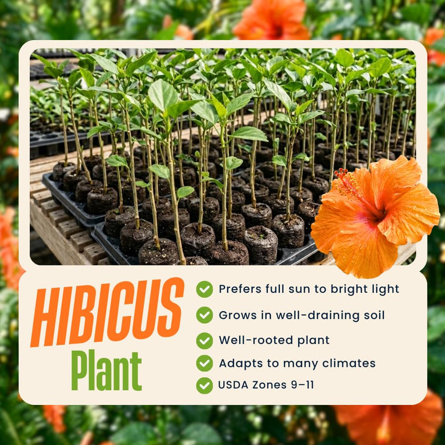Orange Hibiscus Plant Live, Well-Rooted Hibiscus Flowers, 5-7 Inches Tall, Tropical Flowering for Indoor Outdoor Planting