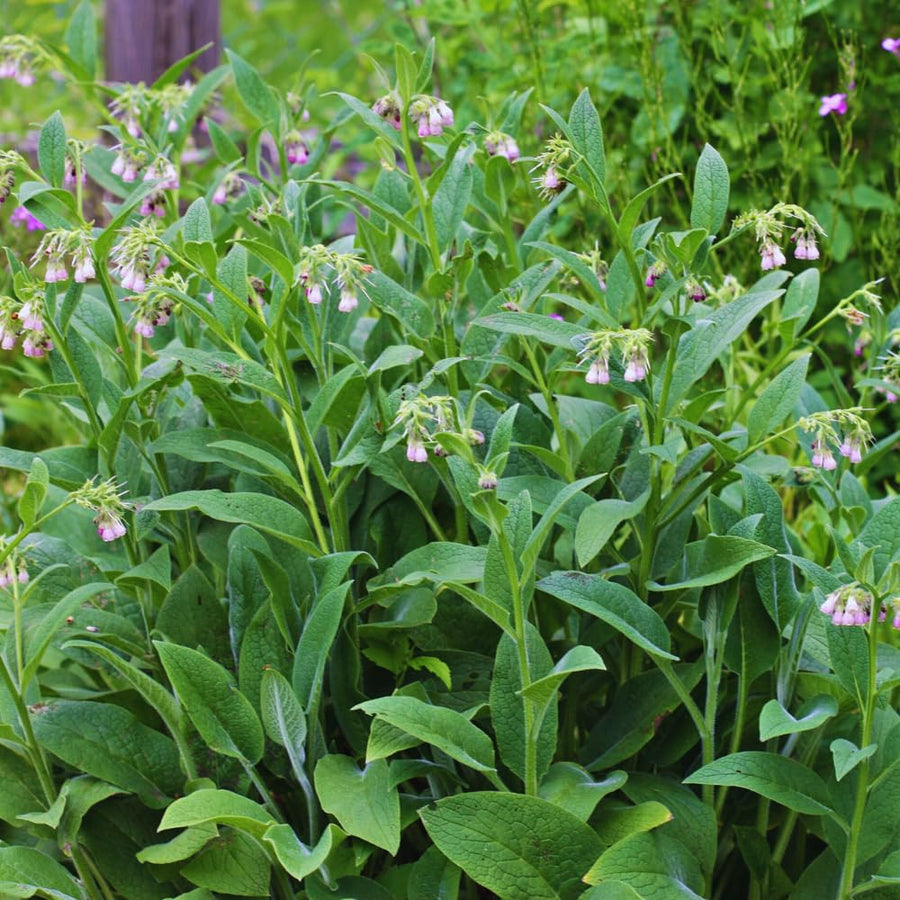 9 Comfrey Roots Plants Live, 1 to 2 Inc in Height, Comfrey Rhizomes Cutting for Planting, Zone 3 to 9