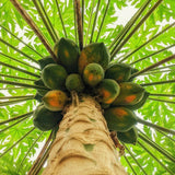 Papaya Tree Live Plant, Tropical Papaya Fruit Tree, 4-8 Inches Tall, Sweet Plant Starter for Outdoor Garden