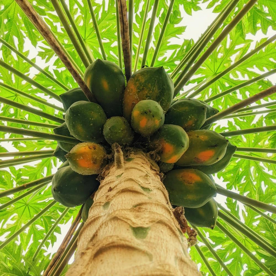 Papaya Tree Live Plant, Tropical Papaya Fruit Tree, 4-8 Inches Tall, Sweet Plant Starter for Outdoor Garden