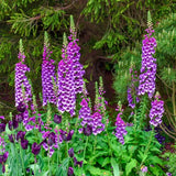 Set 6 Purple Foxglove Plants Live, in 3" Pots, Hardy Perennial Foxgloves Flowers for Outdoor Garden Planting