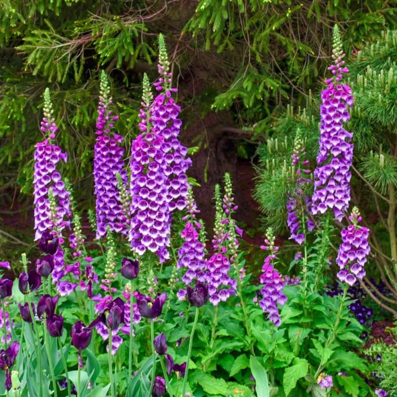 Set 6 Purple Foxglove Plants Live, in 3" Pots, Hardy Perennial Foxgloves Flowers for Outdoor Garden Planting