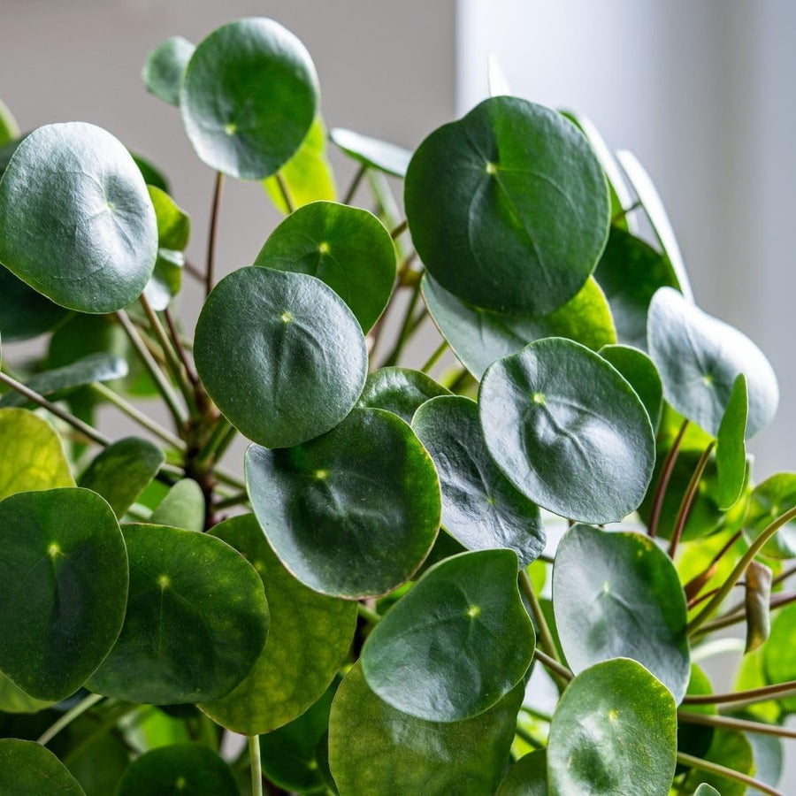 Live Money Plant - 4" Pot Pilea Peperomioides Live Houseplant, Money Plant Indoor Plant, Easy Care Decorative House Plant