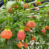 2 Orange Abutilon Plants Live for Planting 5 to 9 Inch Height, Ornamental Lantern Abutilon Flowering Live Plants, Fragrant Abutilon Well Rooted Plug