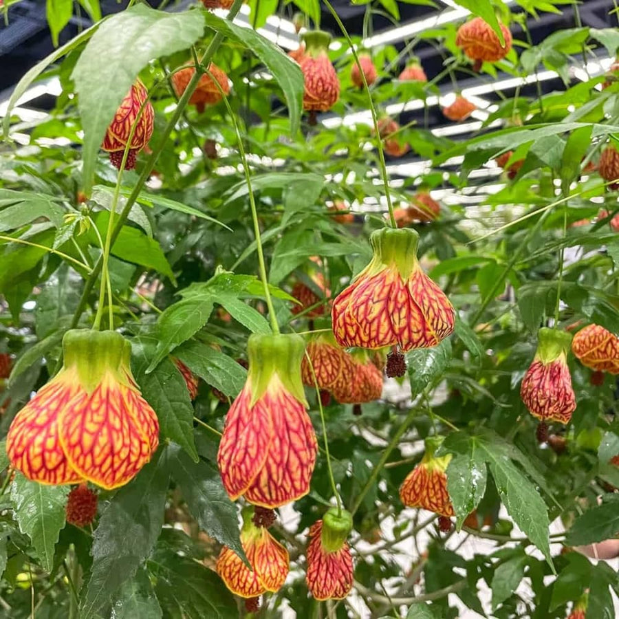 2 Orange Abutilon Plants Live for Planting 5 to 9 Inch Height, Ornamental Lantern Abutilon Flowering Live Plants, Fragrant Abutilon Well Rooted Plug