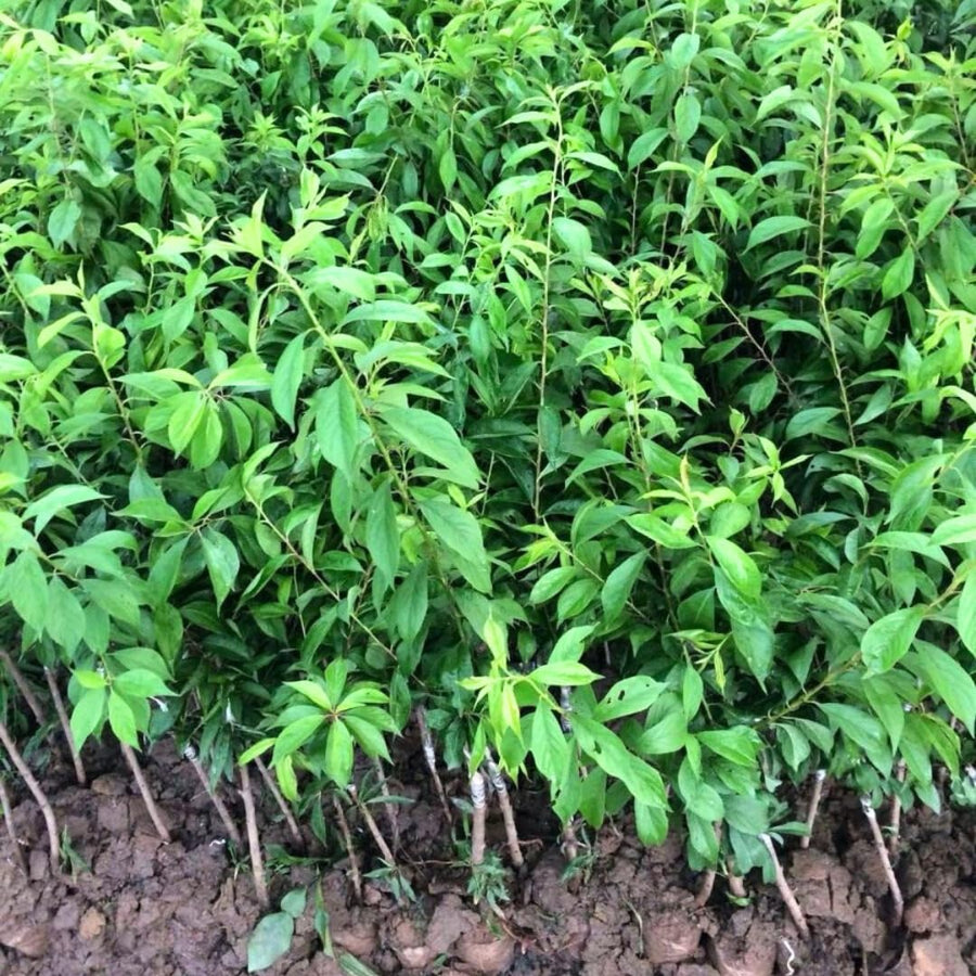 Wild Plum Tree Live Plant, 1.5-2 Feet Height, Bareroot Dormant Plum Plant Live for Planting Outdoors, Plum Tree Plant