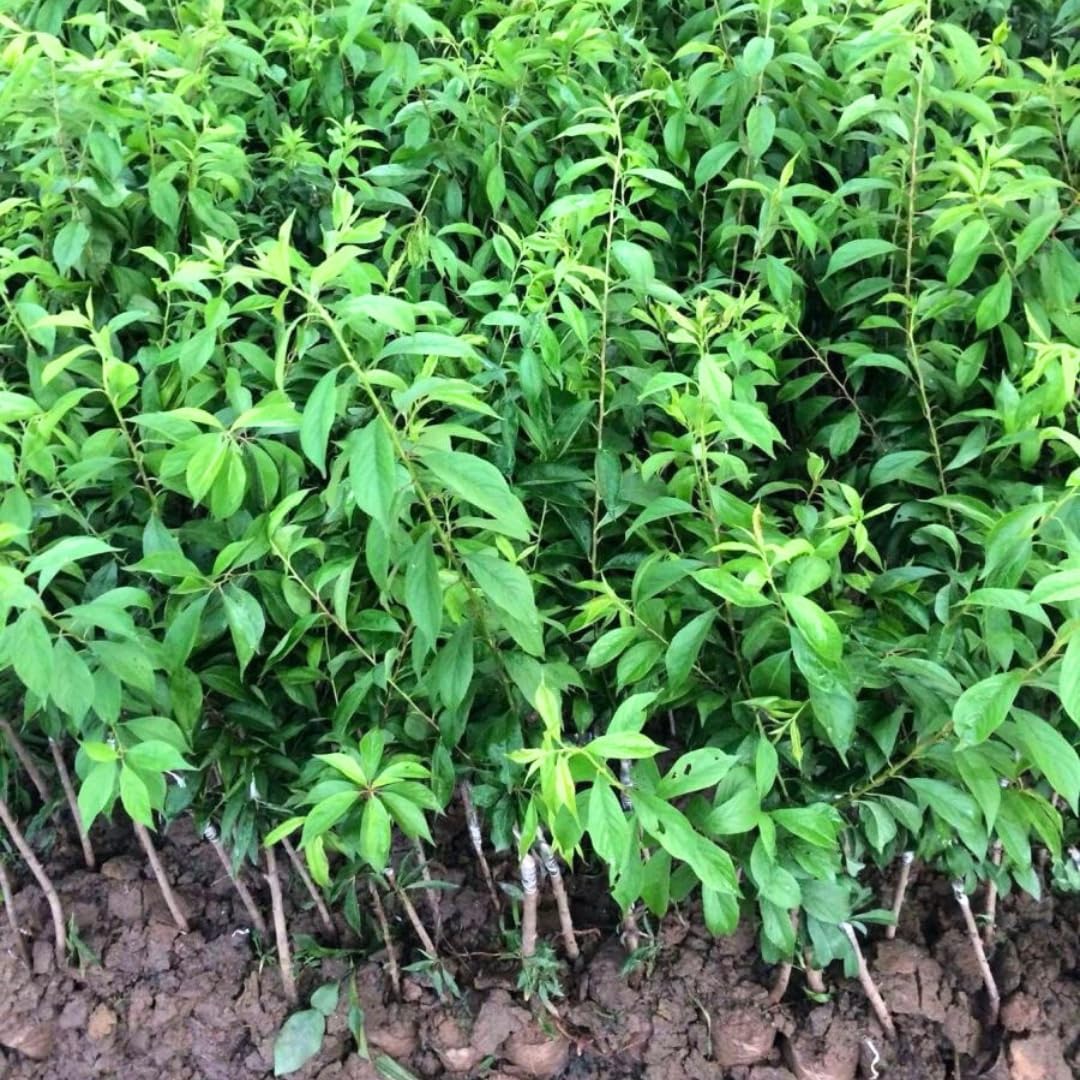 Methley Plum Tree Live Plant, Bareroot 18-24 Inch Tall, Hardy Plum Plant Live for Planting, Dormant, No Leaf