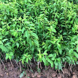 Set 2 American Plum Trees Live Plants for Planting, Bareroots, 12-18 Inch Height, Cold Hardy Plum Plant Live Ready to Grow