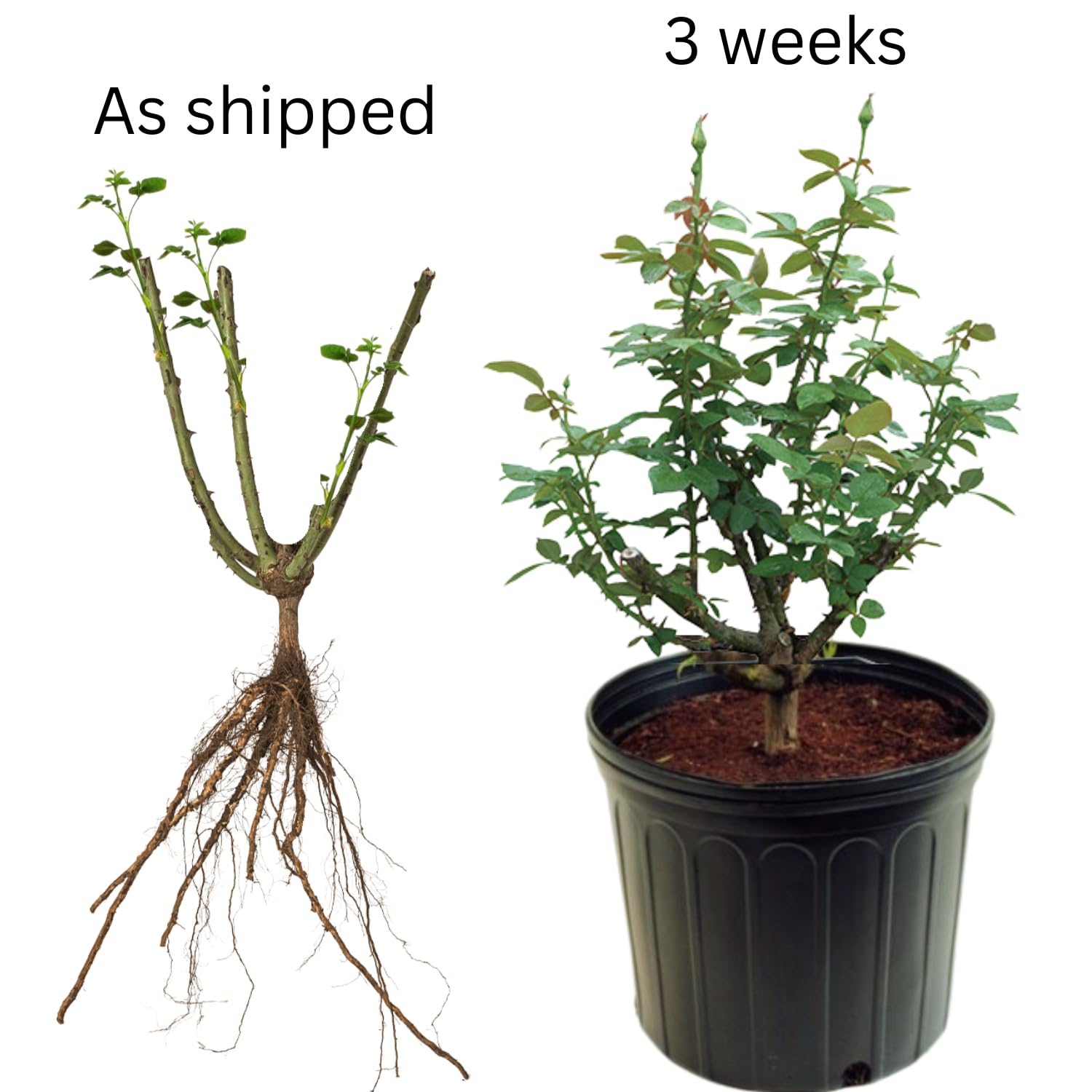 Rose Bush Live Plant - Climbing Rose Plant Live - Bareroot with Soil 7-10 Inch Tall - Fragrant Rose Flowers Heirloom Rose Shrub (Red Rose)
