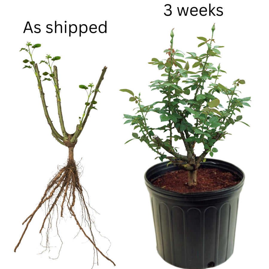 Rose Bush Live Plant - Climbing Rose Plant Live - Bareroot with Soil 7-10 Inch Tall - Fragrant Rose Flowers Heirloom Rose Shrub (Red Rose)