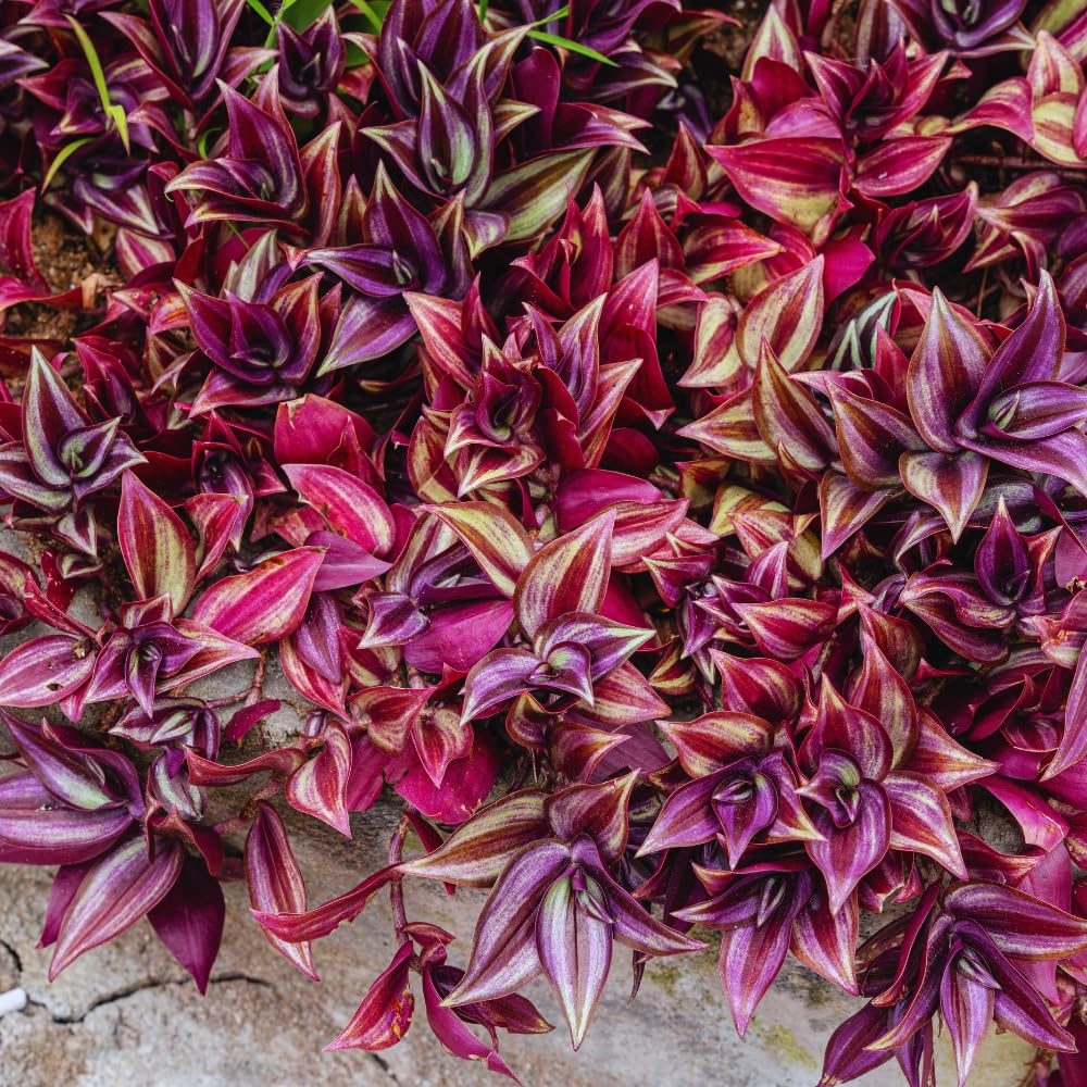 Set 2 Pink Wandering Jew Plants Live, Tradescantia Wandering Jew Live Plant, Trailing Vine Hanging Basket Plants from 5 Inc Long