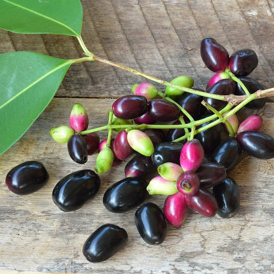 Black Java Plum Fruit Tree Plant, 4 to 6 Inches Tall in 4 Inch Pot, Well-Rooted Tropical Fruit Tree for Outdoor Planting