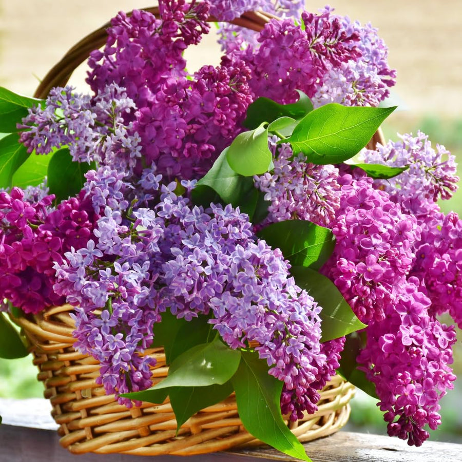 2 Purple Lilac Trees Live Plants, 1 to 2 Feet Height, Reblooming Lilac Plant Live for Planting Outdoors, Bareroots, No Leaves, Fragrant Flowers Bush Live Shrub