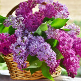 3 Purple Lilac Trees Live Plants, 1-2 Feet Tall, Bareroots, Reblooming Lilac Plant Live for Planting, Fragrant Flowers Bush Ready to Grow, No Leaves