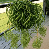 Curly Spider Plant, Variegated Spider Live House Plant, 2-4 Inc Tall, Indoor Outdoor Planting, No Pot