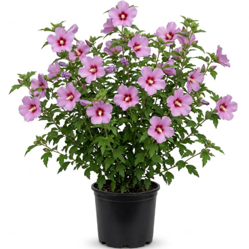 Pink Althea Plant, Quart Pot, 6-12 Inch Plants Rose of Sharon Flowering Shrub, Hardy Hibiscus Flower Plant for Outdoor Landscapes