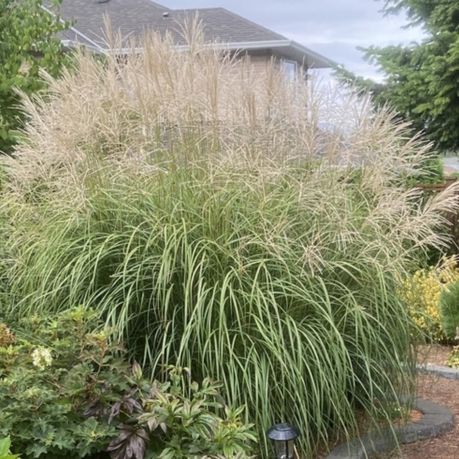 Set 2 Maiden Grass Plants, Miscanthus Grass Live Clump - 4 to 6 Inches Tall, Live Miscanthus Grass Plants, Ornamental Grass Perennial Live Plants, No Pot