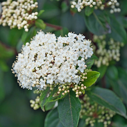 Live Viburnum Bush in 4 Inch Pot, Hardy Flowering Shrub for Outdoor Garden, Landscape or Hedge (Blackhaw)