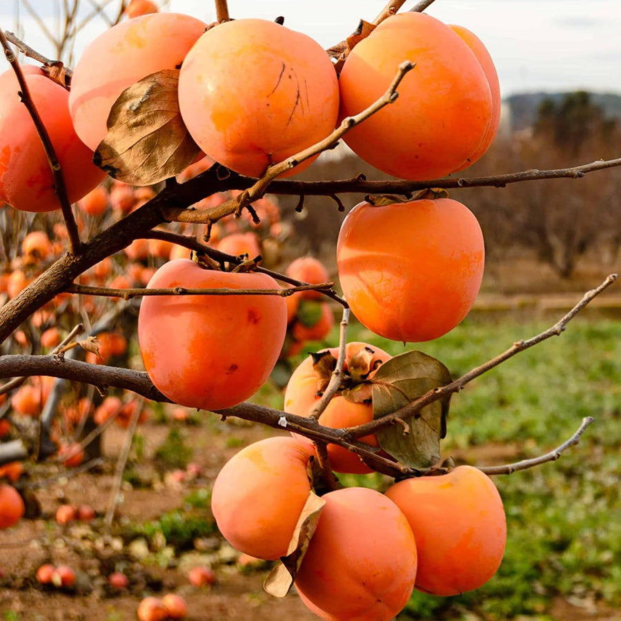 Sweet American Persimmon Trees Live Plants, Dormant Seedlings,6-12 Inches Well Rooted, Winter Hardy Persimmon Tree Fruit
