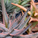 Aloe Purple Live, Aloe Purple Succulent Plant Live Indoor, 4 Inches Pot