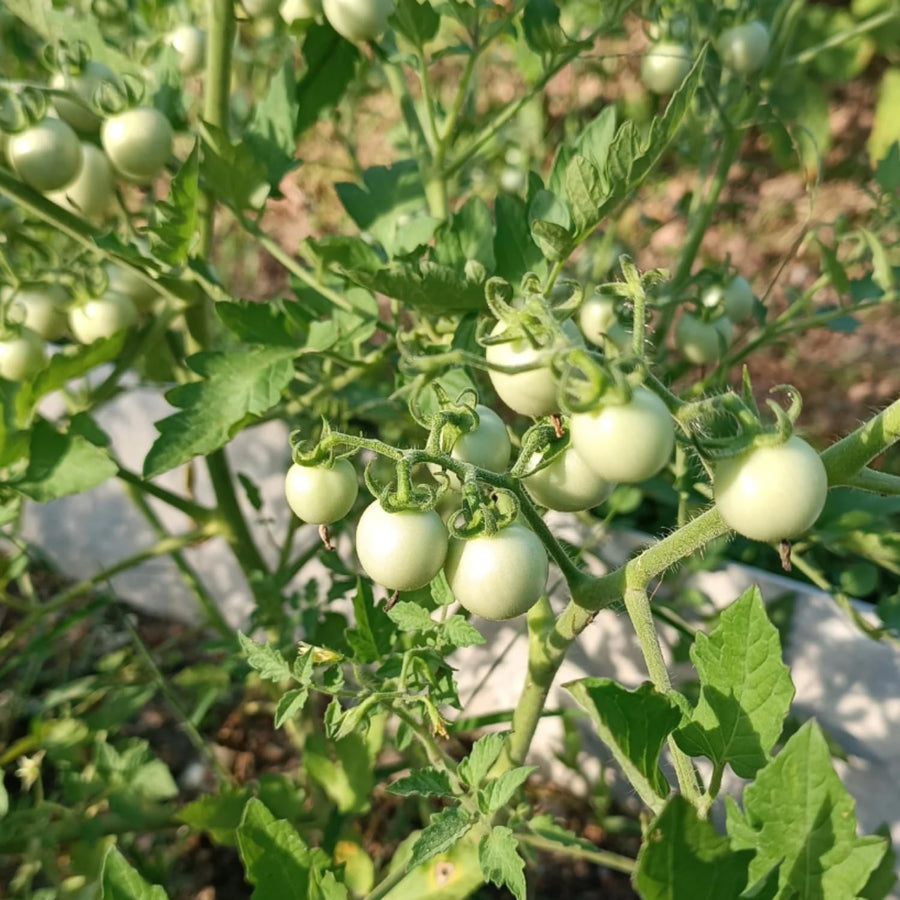 Tomato Cherry Red Plant Live, Vegetable Live Plant in 4'' Pot, 8-10 Inches Tall, Outdoor Growing