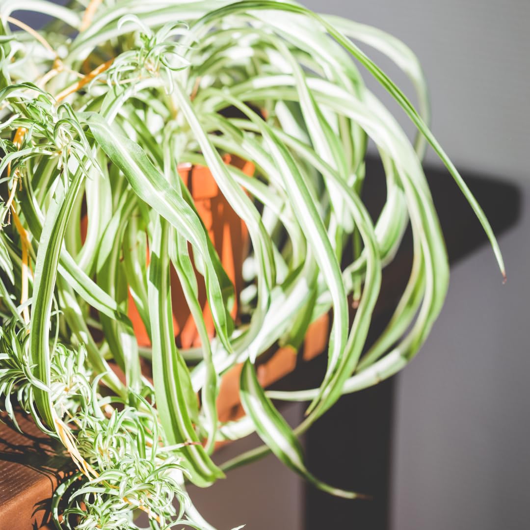 Spider Plant Live, Curly Spider Houseplant, 4-7 Inches Tall, for Indoor or Outdoor Growing