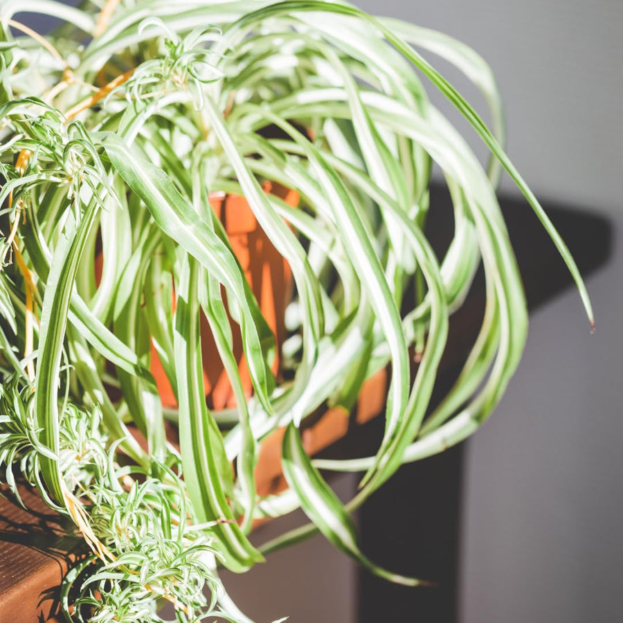 Spider Plant Live, Curly Spider Houseplant, 4-7 Inches Tall, for Indoor or Outdoor Growing