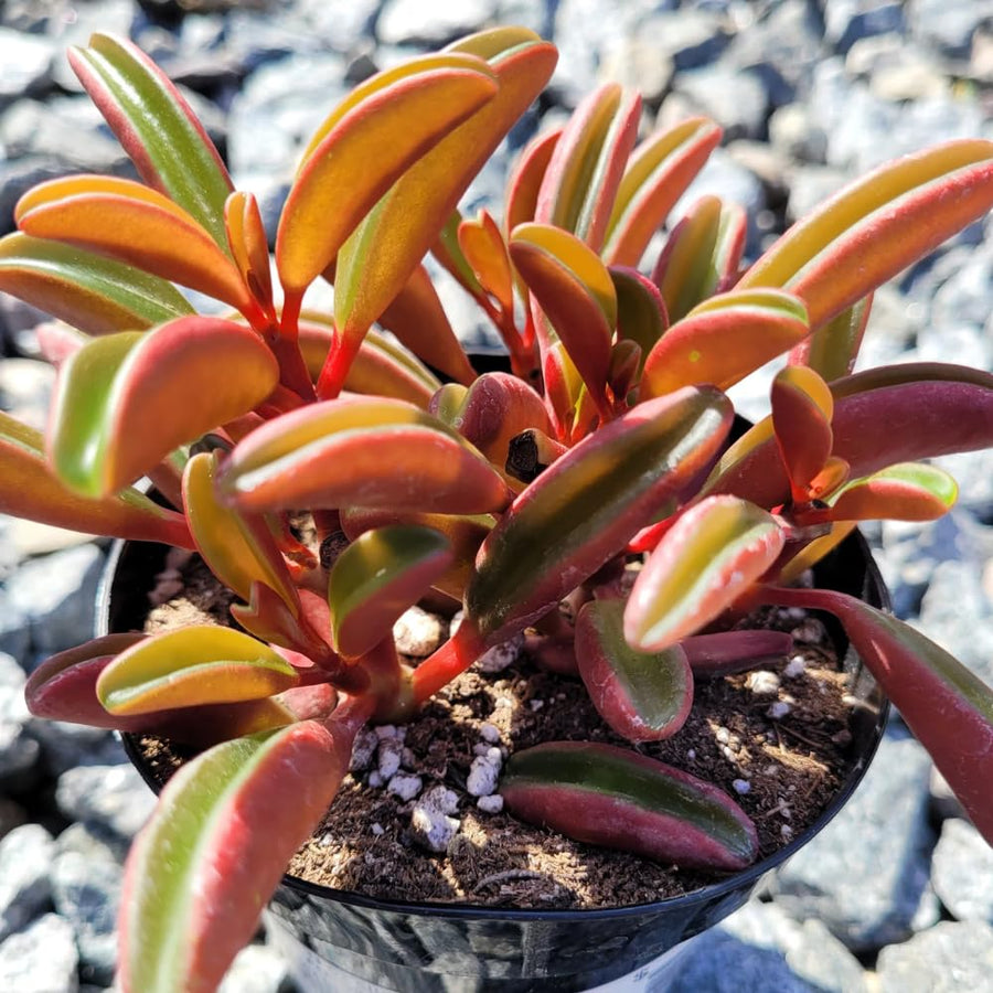 Peperomia Live Plant in 4" Pot, Easy-Care Indoor Trailing Houseplant Succulent Live (Ruby Peperomia)