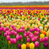 Pack of 10 Tulip Flower Bulbs, Mixed Color Tulip Flower Bulbs, Spring Blooming Bulbs for Planting