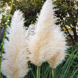 3 White Pampas Grass Plants Live, Live Pampas Grass Plant Ornamental Grass Plant Perennial, from 4 Inc to 7 Inc Tall