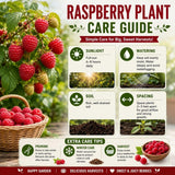 Red Raspberry Live Plant - 6-8" Tall Raspberry Fruit Plant in 4" Pot, Sweet Raspberry Berry Bush for Home Garden, Hardy and Perennial