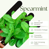 Spearmint Live Plant, Fragant Herb Spearmint Plant, Well Rooted, 4 Inches Pot, Indoor Outdoor Container or Garden Plant