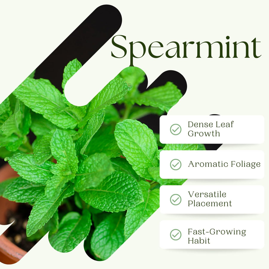 Spearmint Live Plant, Fragant Herb Spearmint Plant, Well Rooted, 4 Inches Pot, Indoor Outdoor Container or Garden Plant