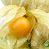 Sets 3 Gooseberry Bushes Live Plants, 4-7 Inches Ground Cherry Tree Live Plant Tomatillo Tomato for Outdoor Garden Planting Spring