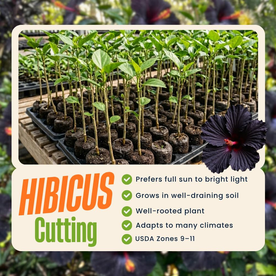7 Hibiscus Cutting, Well-Rooted Hibiscus Flowers, Tropical Flowering for Indoor Outdoor Planting (Black)