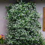 2 Jasmine Plants Live, Snow Jasmine Tree Live Plant Plugs Size, Fragrant White Flower, 2-3 Inches in Tall, No Pot, Fast-Growing