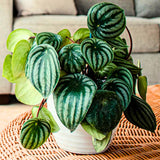 Peperomia Live Plant in 4" Pot, Easy-Care Indoor Trailing Houseplant Succulent Live (Watermelon Peperomia)